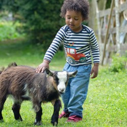 Top - FARM - Frugi - Bobby - Indigo Stripe Red Tractor - last size